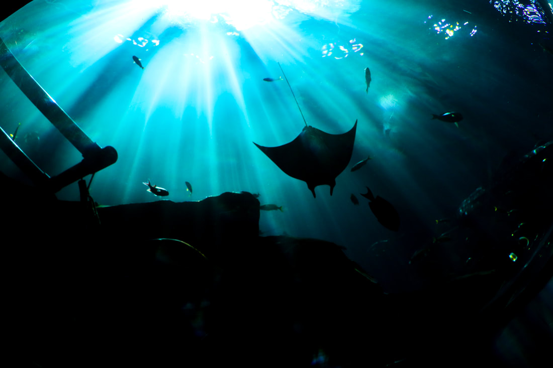 Photography by Samantha Tucker